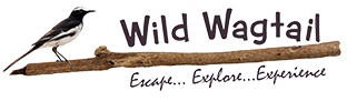 Wild wagtail Adventure Zone