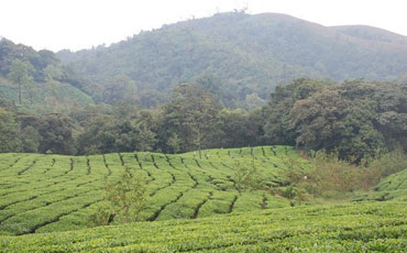 Kadumane Tea Estate